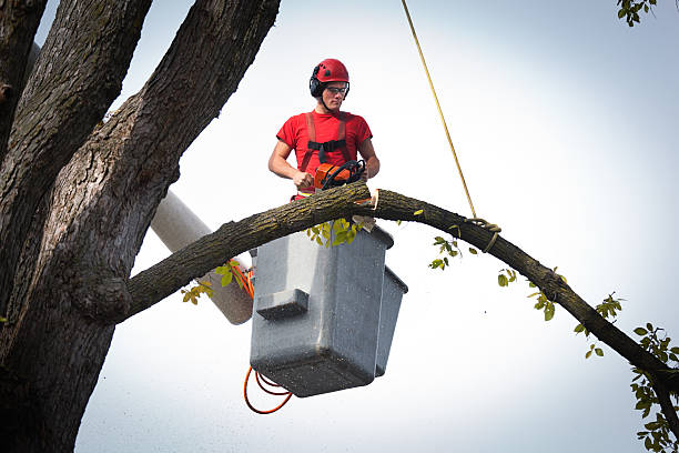 Best Palm Tree Trimming  in Midland, PA